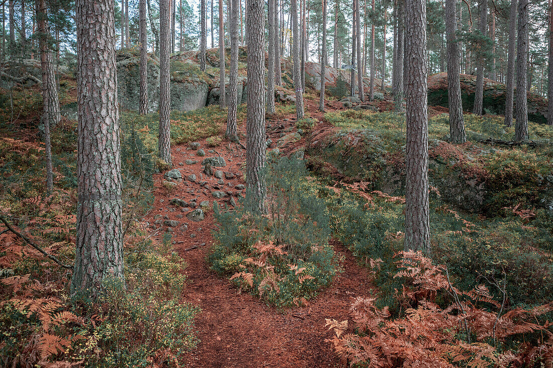 Wanderweg durch Wald des Tiveden Nationalpark in Schweden\n