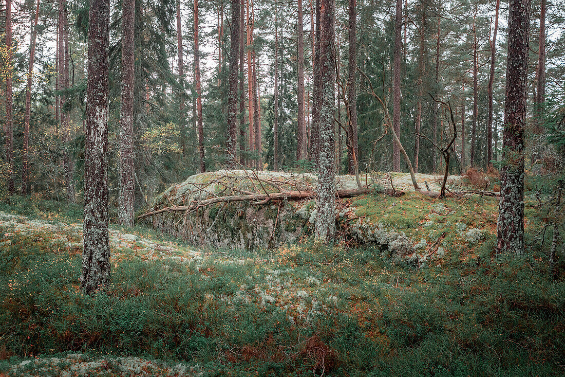 Wald des Tiveden Nationalpark in Schweden\n