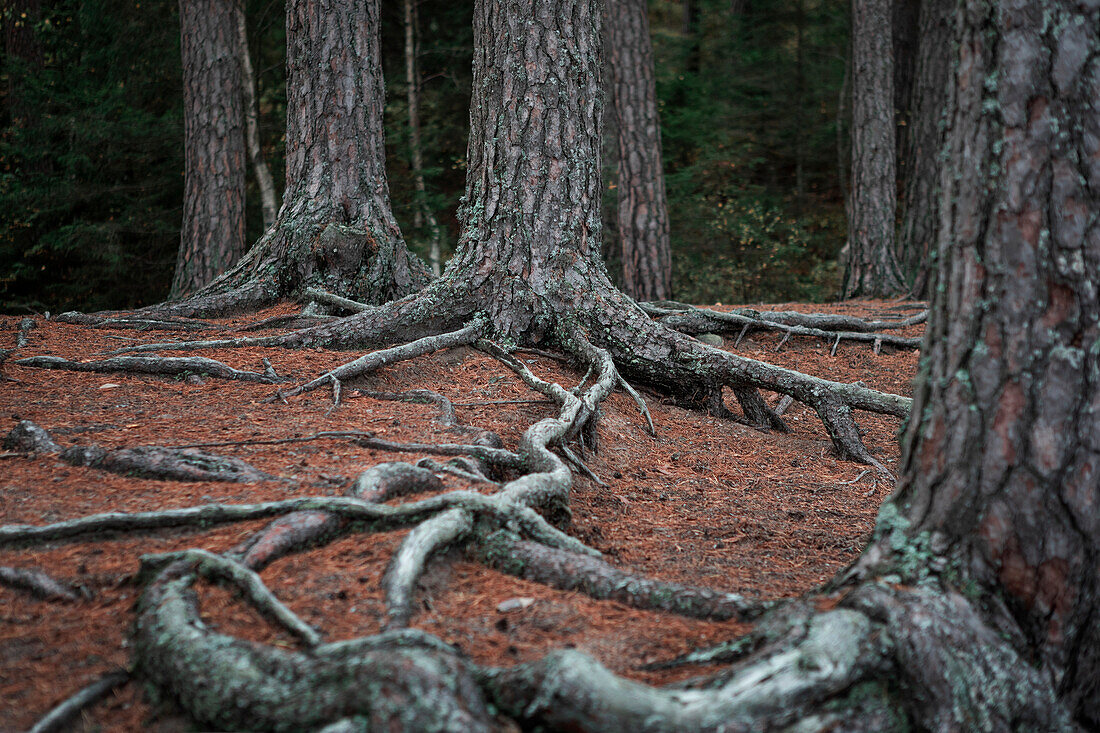 Große oberflächliche Wurzeln der Bäume im Wald des Tiveden Nationalpark in Schweden
