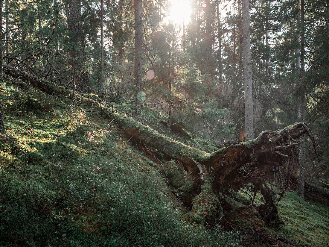 Toter alter Baum im Wald des Tiveden Nationalpark in Schweden\n