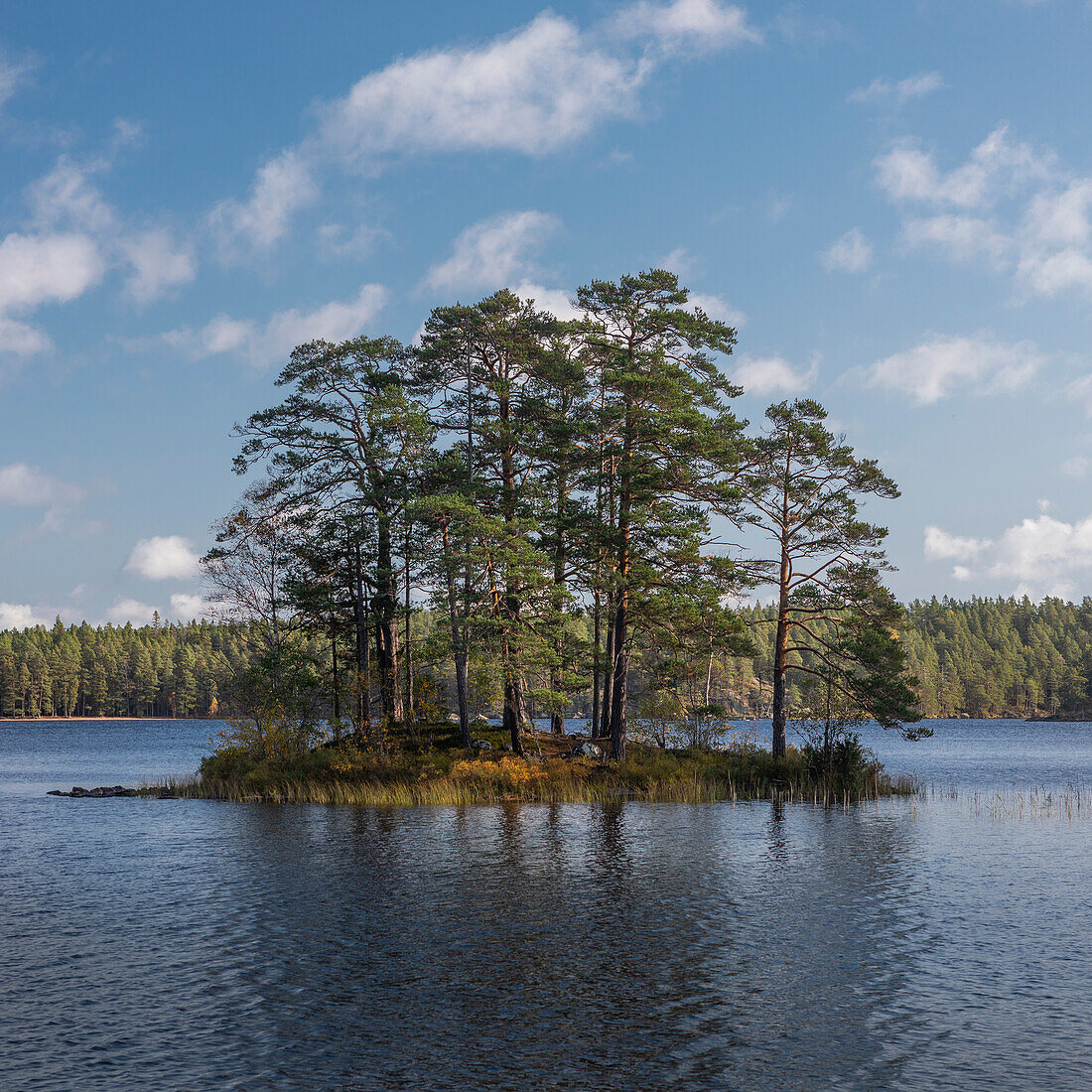 Bäume auf Insel im See des Tiveden Nationalpark in Schweden\n