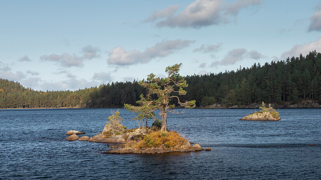 Trees on island in the lake of Tiveden National Park in Sweden