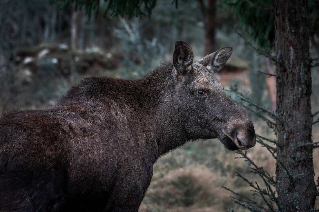 Moose cow stands in the forest in Sweden