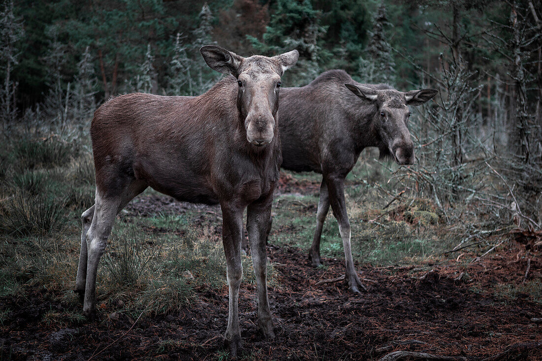 Two elk cows stand in the forest in Sweden