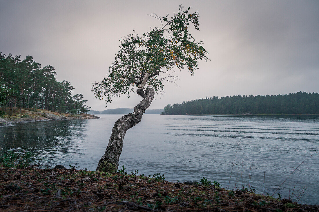 Wind shaped tree protrudes into lake near Tyresta National Park in Sweden