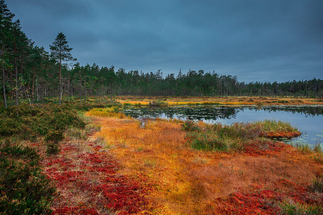 Gelb und rot gefärbte Moose mit See im Herbst im Tyresta Nationalpark in Schweden\n