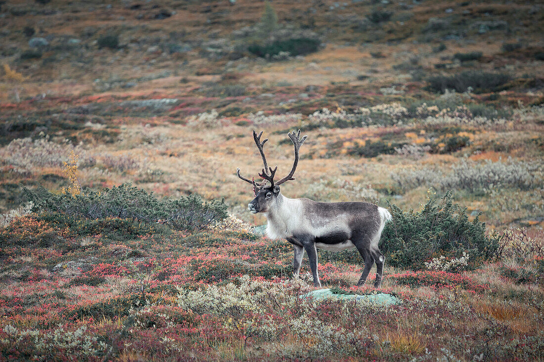 Rentier in der Landschaft von Jämtland im Herbst in Schweden\n