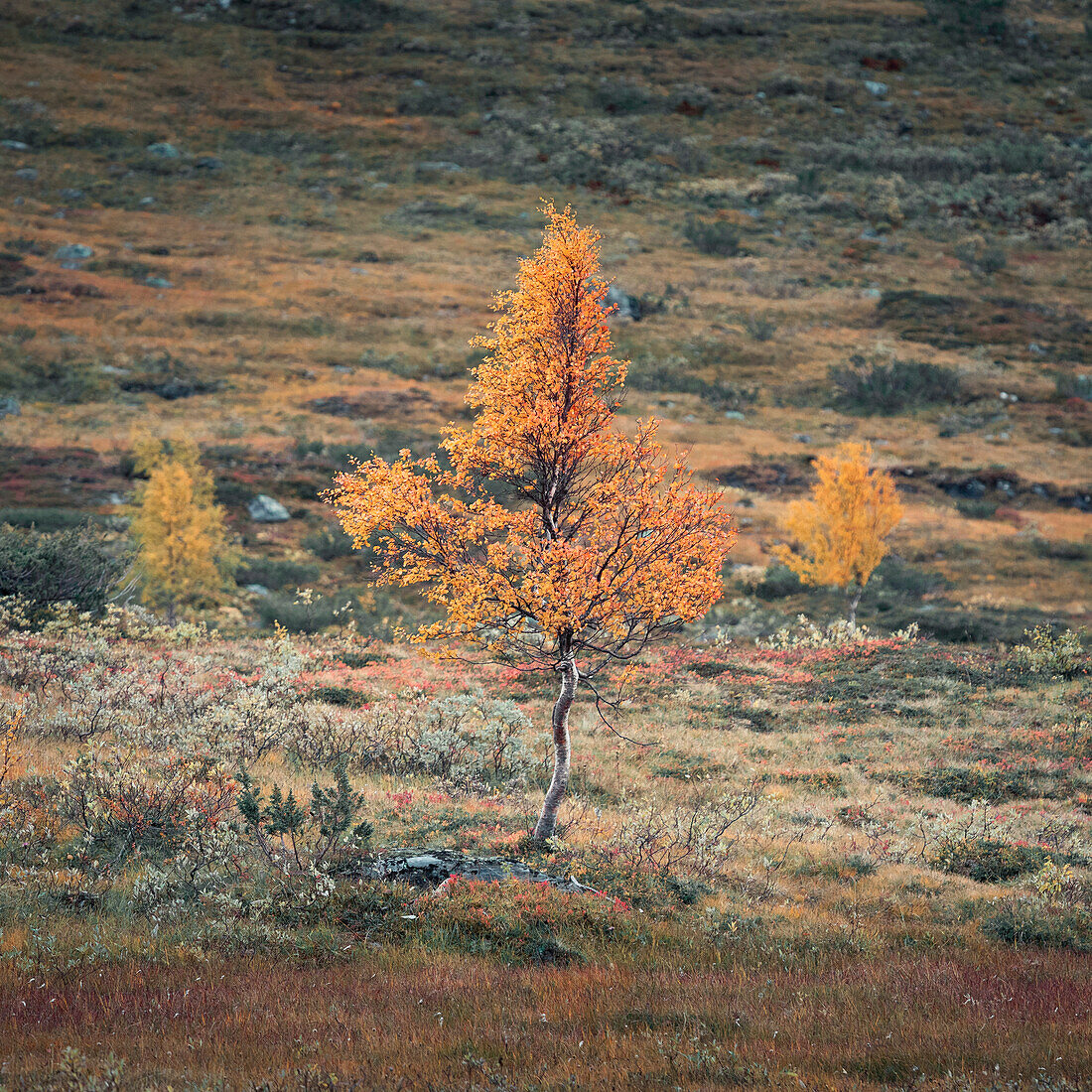 Baum mit gelben Blättern in der Landschaft von Jämtland im Herbst in Schweden\n