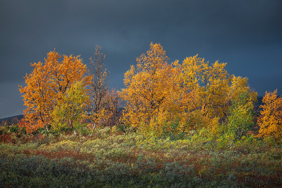 Colorful leaves on the tree in autumn along the Wilderness Road, on the Vildmarksvagen plateau in Jämtland in Sweden