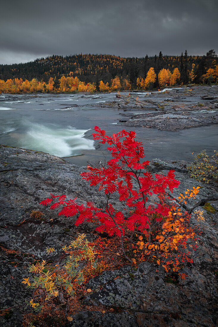 Wasserfall Trappstegsforsen im Herbst entlang der Wilderness Road in Lappland in Schweden\n
