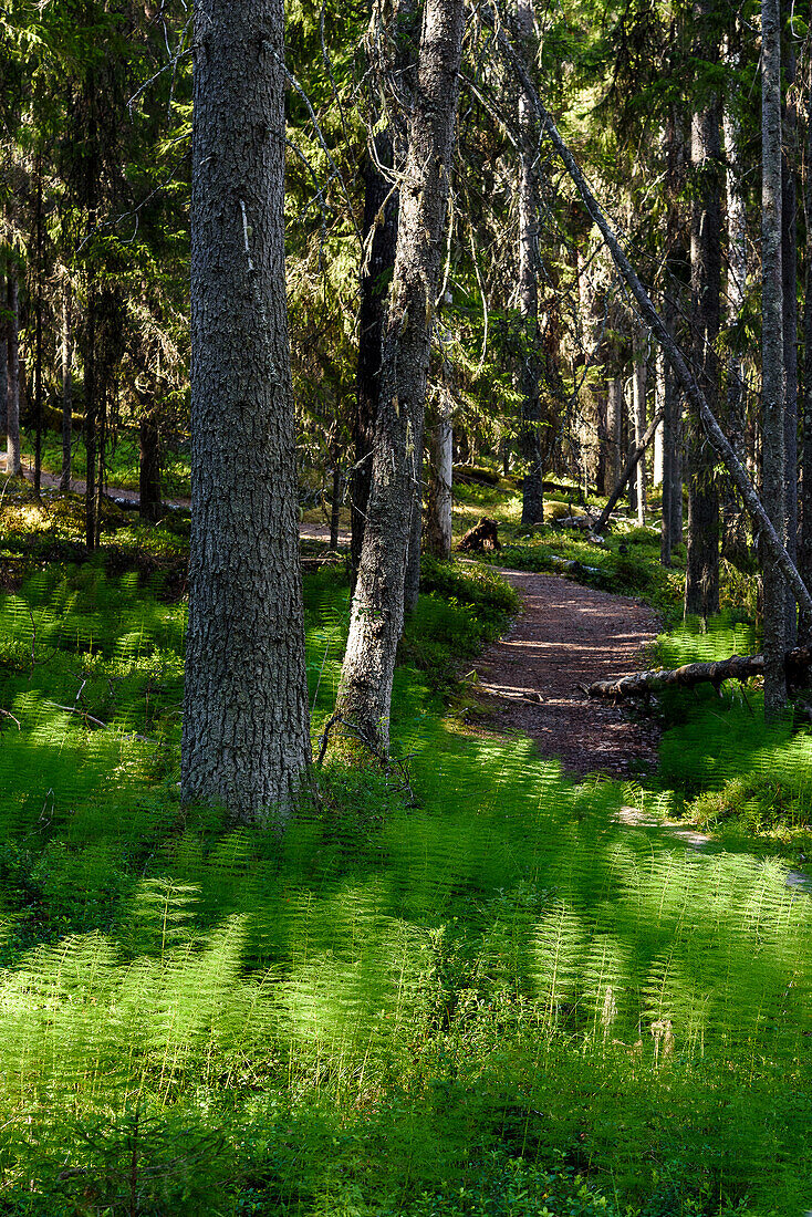 Path with ferns in Seitseminen National Park, Finland