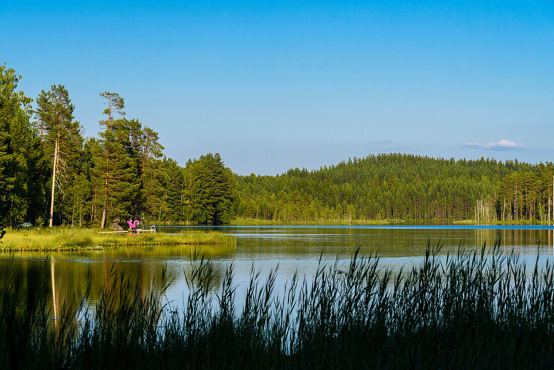 Gummitier am See im Nationalpark Seitseminen, Finnland