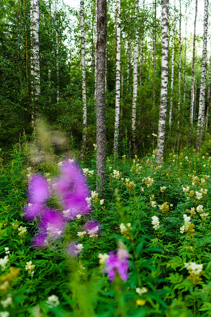 Helvetinjärvi National Park north of Tampere, Finland