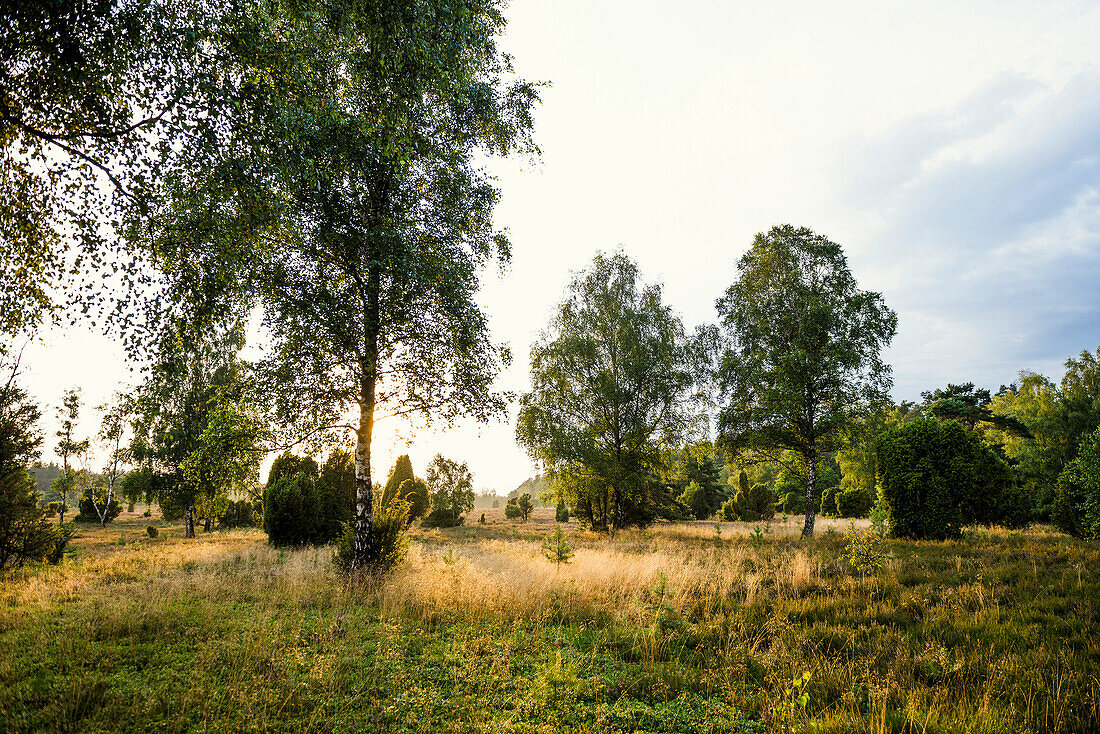 Blühende Heide und Birken, Sonnenuntergang, Faßberg, Südheide, Naturpark Lüneburger Heide, Niedersachsen, Deutschland