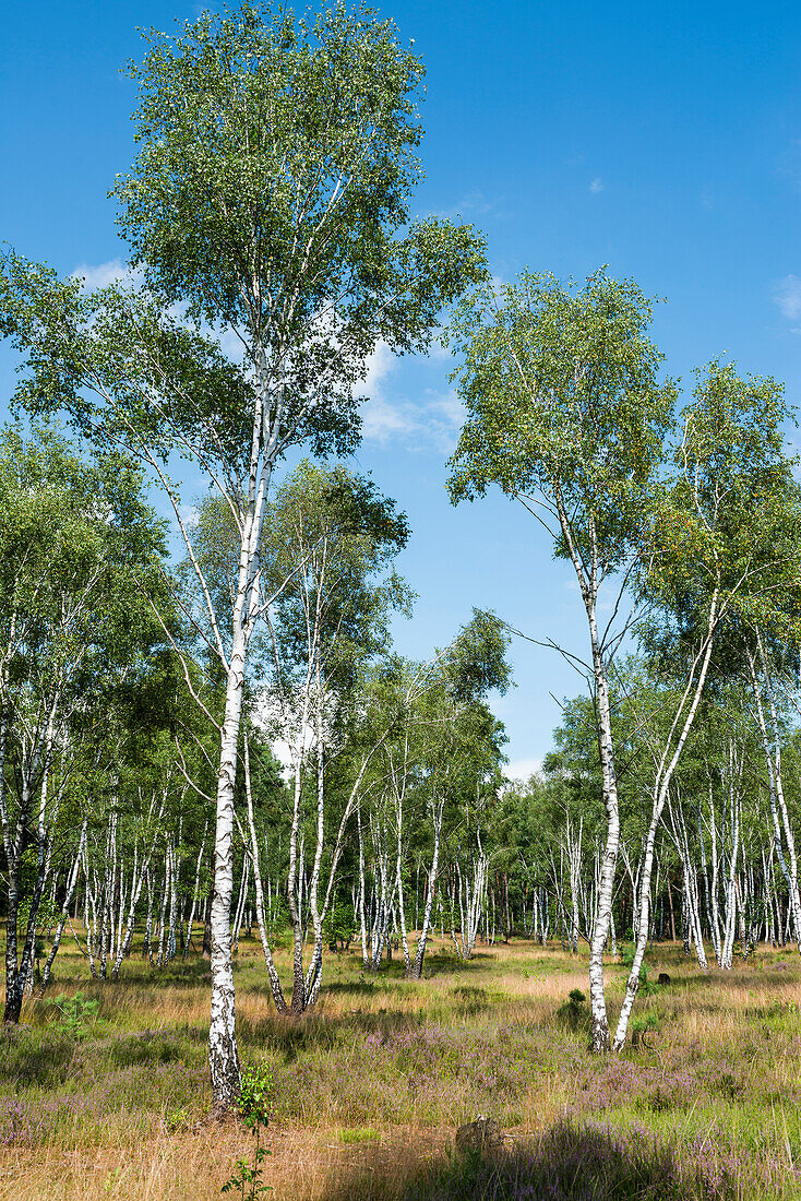 Birken und blühendes Heidekraut (Calluna vulgaris), Heideblüte, Osterheide, Schneverdingen, Naturpark Lüneburger Heide, Niedersachsen, Deutschland