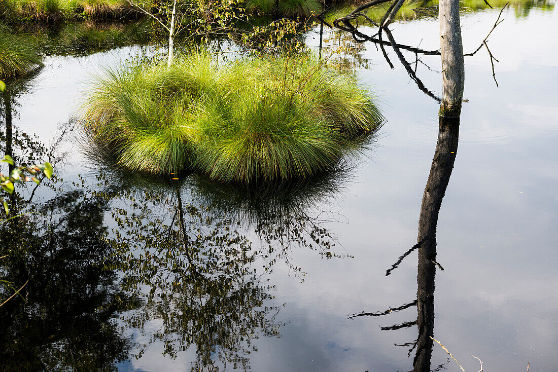 Pietzmoor, Schneverdingen, Naturpark Lüneburger Heide, Niedersachsen, Deutschland