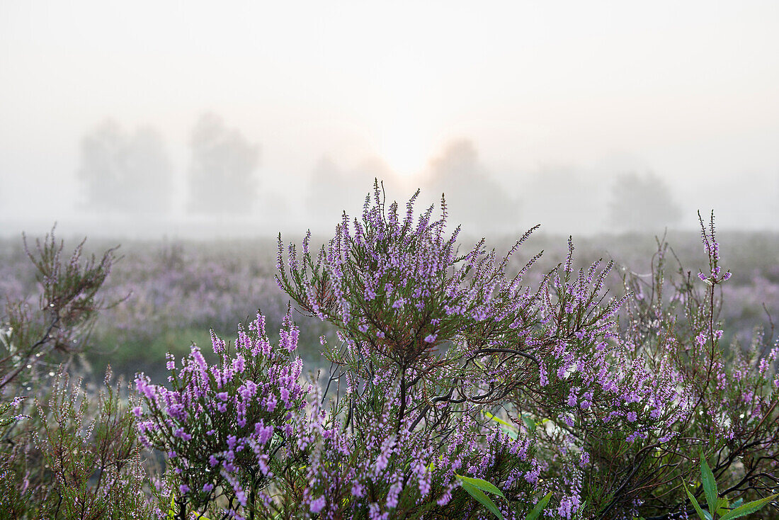 Sunrise and blooming heather (Calluna vulgaris), heather blossom, Osterheide, Schneverdingen, Lüneburg Heath Nature Park, Lower Saxony, Germany