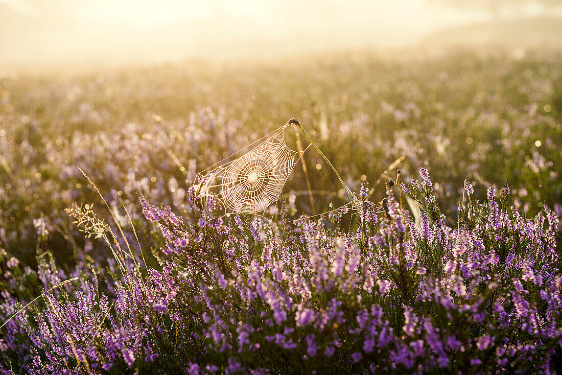 Sunrise and blooming heather (Calluna vulgaris), heather blossom, Osterheide, Schneverdingen, Lüneburg Heath Nature Park, Lower Saxony, Germany