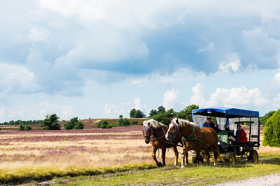 Heath blossom and horse-drawn carriage, near Niederhaverbeck, Lüneburg Heath Nature Park, Lower Saxony, Germany