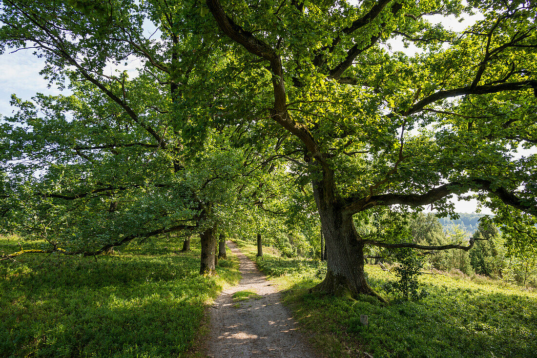 Alte Eichen und Wanderweg, Totengrund, Wilsede, Naturpark Lüneburger Heide, Niedersachsen, Deutschland