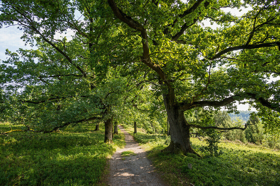 Old oak trees and hiking trail, Totengrund, Wilsede, Lüneburg Heath Nature Park, Lower Saxony, Germany