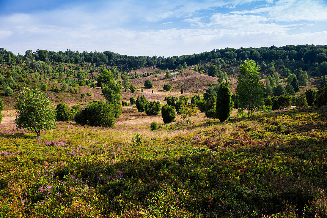 Blooming heather and juniper, Totengrund, Wilsede, Lüneburg Heath Nature Park, Lower Saxony, Germany