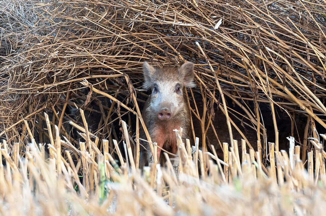 Wild boar, piglet looks out of a rape field, Ostholstein, Schleswig-Holstein, Germany