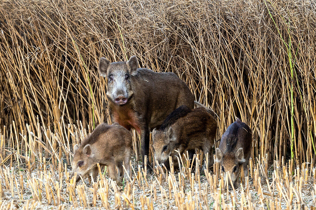 Wild boar rot in rapeseed, Ostholstein, Schleswig-Holstein, Germany