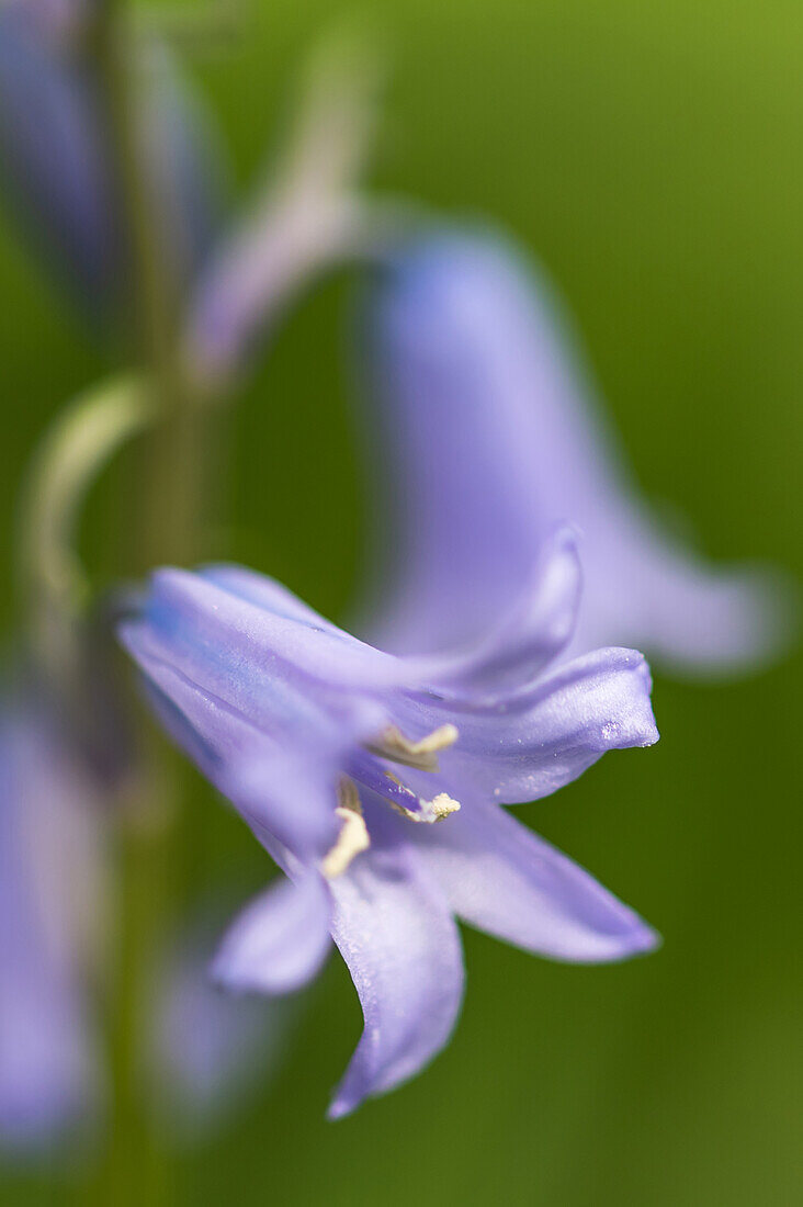 Hare bells in soft blue with a green background
