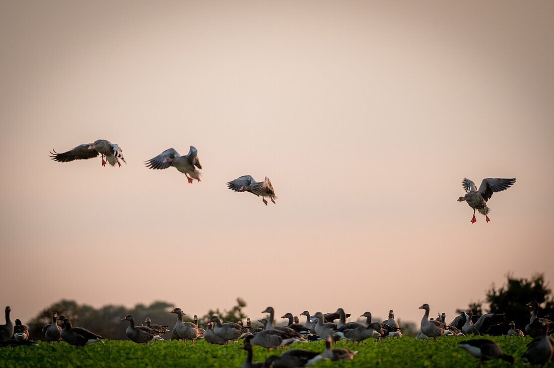 Wild geese approaching a rapeseed field at dusk, Heiligenhafen, Ostholstein, Schleswig-Holstein, Germany