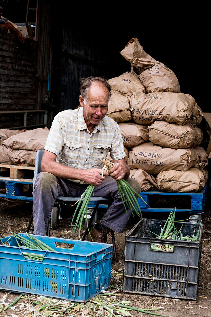 Farmer packing freshly picked spring onions into crates