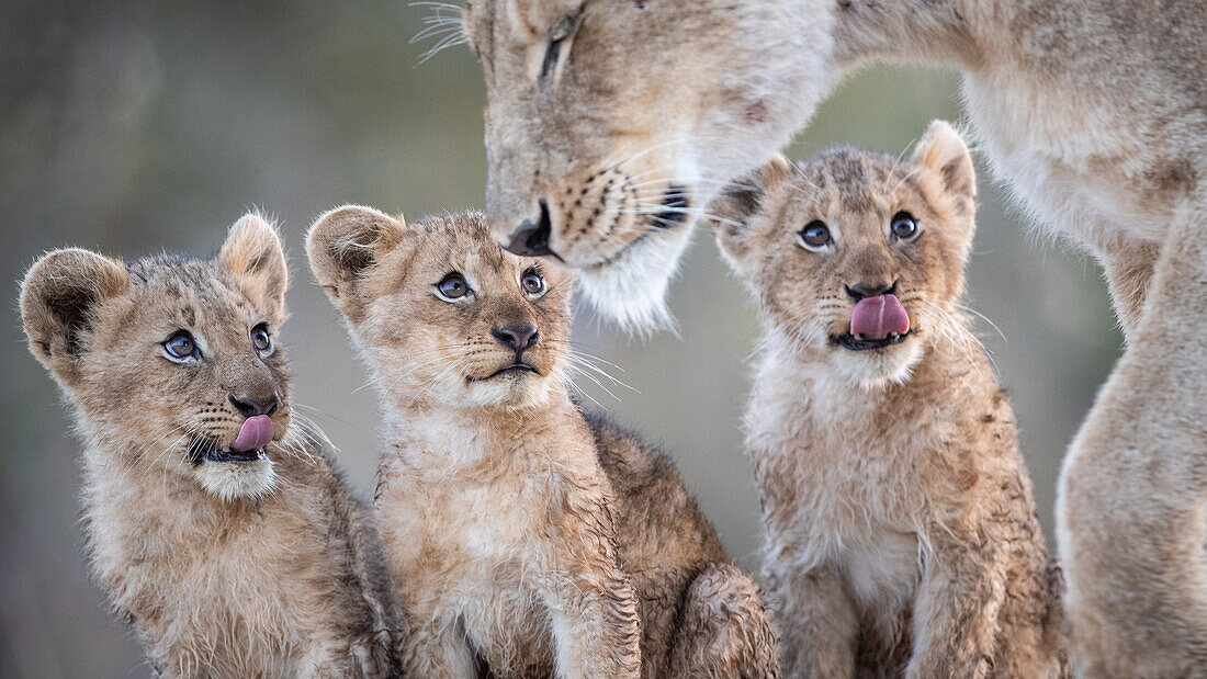 Löwenbabys, Panthera leo, sitzen zusammen und schauen zu ihrer Mutter auf