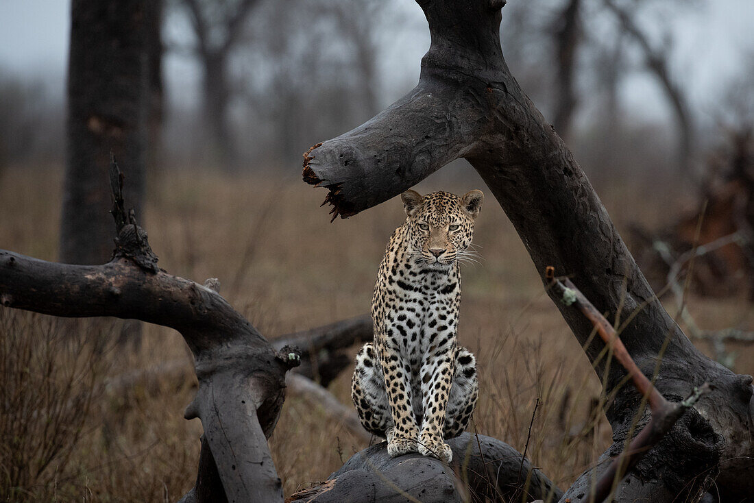 A leopard, Panthera pardus, sits on a fallen over tree
