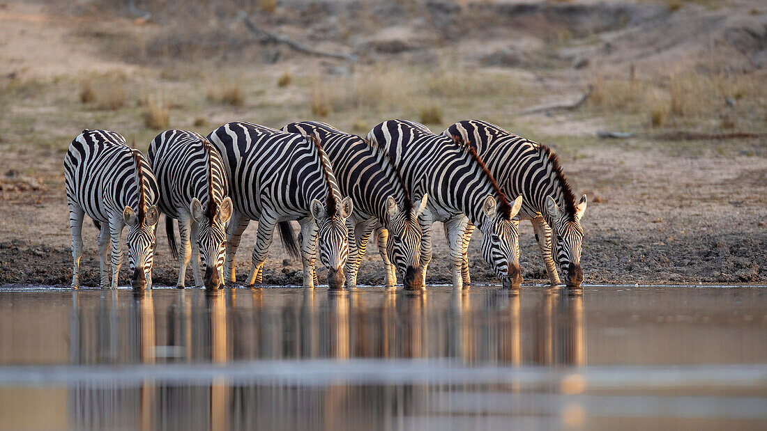Herde von Zebras, Equus Quagga, trinken zusammen am Wasserloch