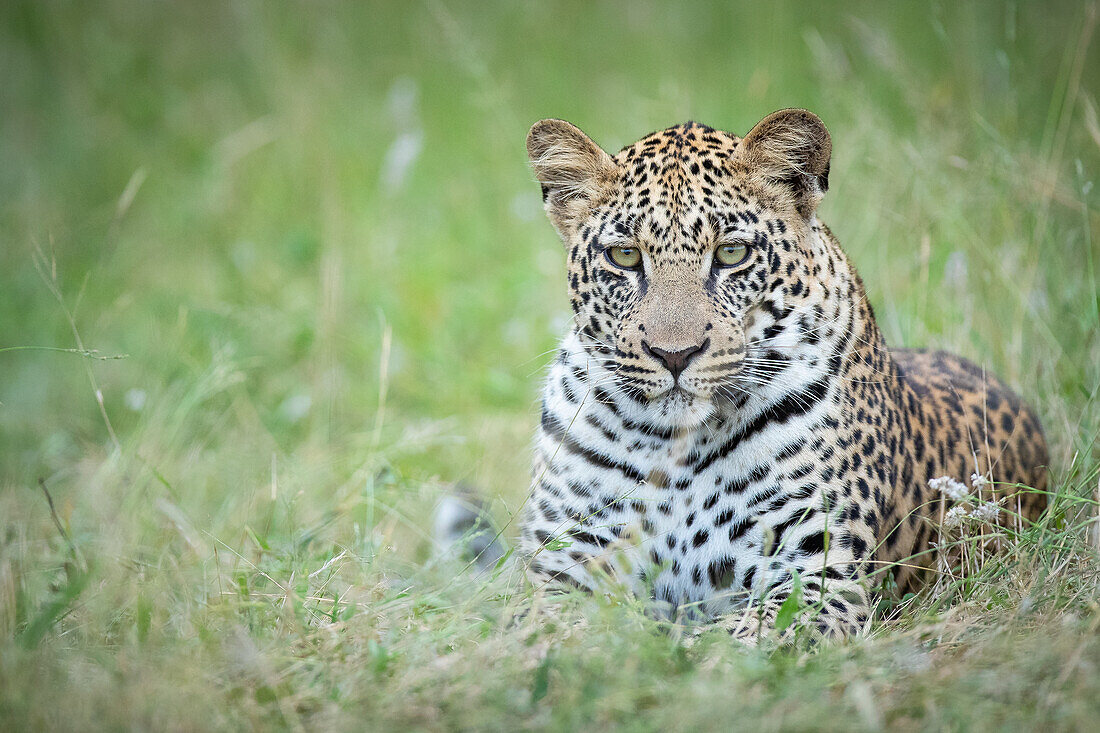 Ein Leopard, Panthera Pardus, liegt im grünen Gras