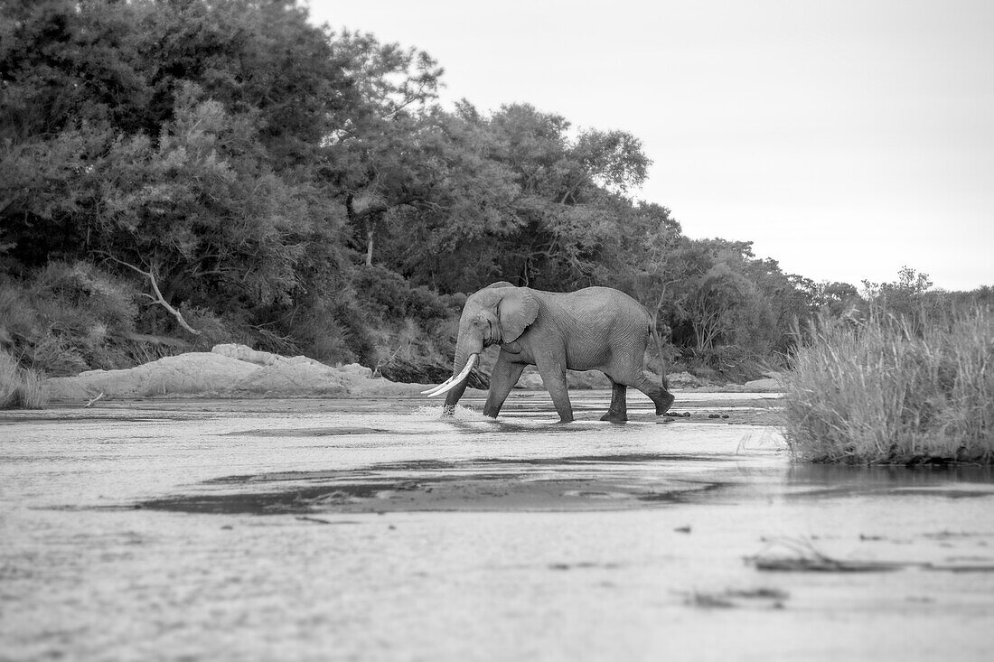Herd of of elephant, Loxodonta africana, drinking at waterhole