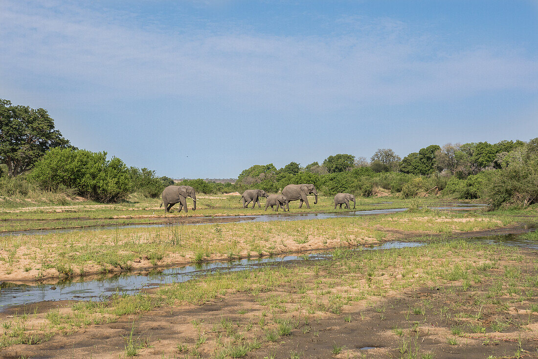Elefantenherde, Loxodonta africana, überquert einen Fluss