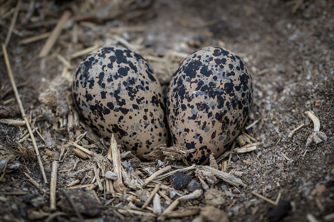 Two eggs in a nest on the ground