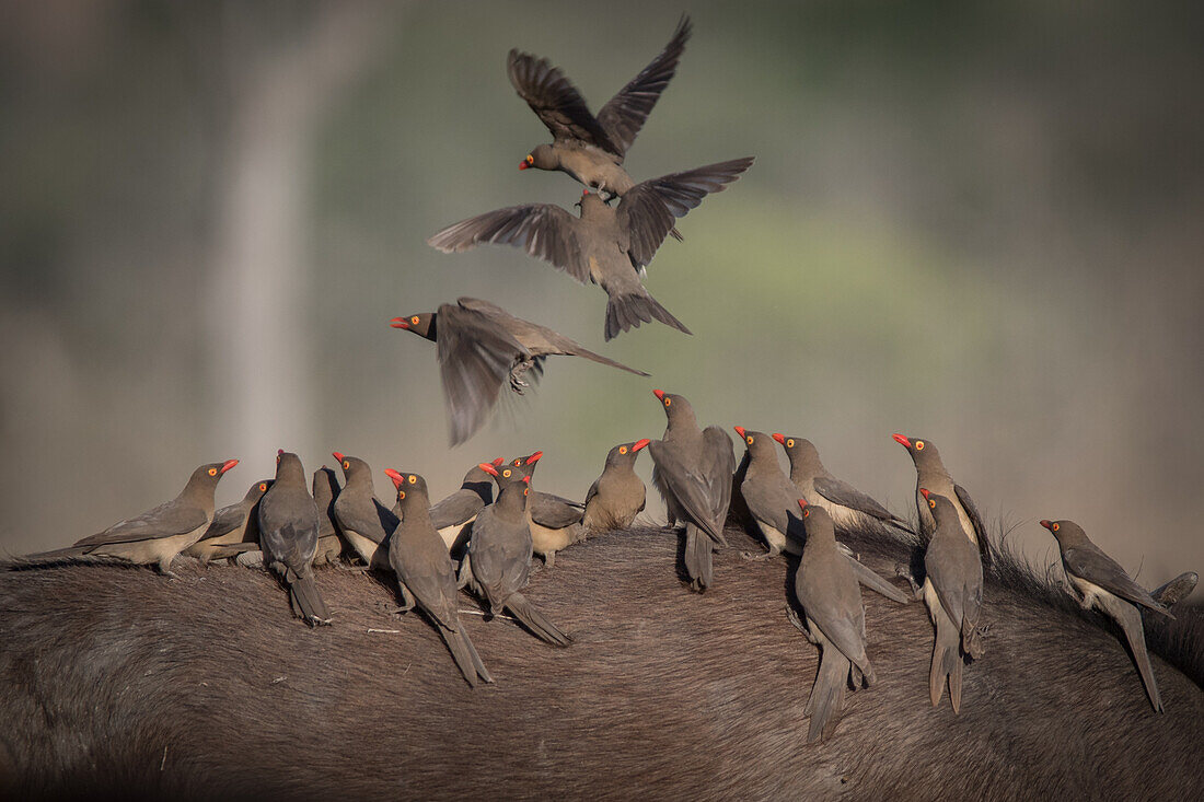 Rotschnabel-Madenhacker, Vögel, die auf einem Büffel sitzen