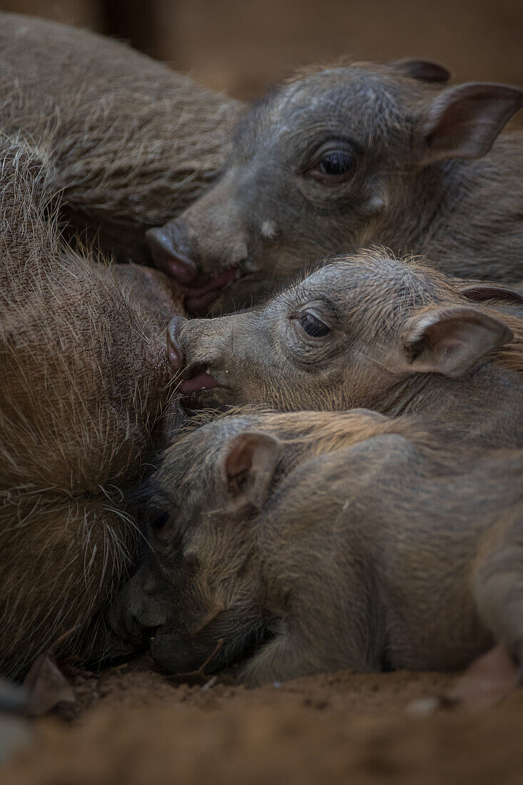 Warthog piglets, Phacochoerus africanus, suckle from their mother