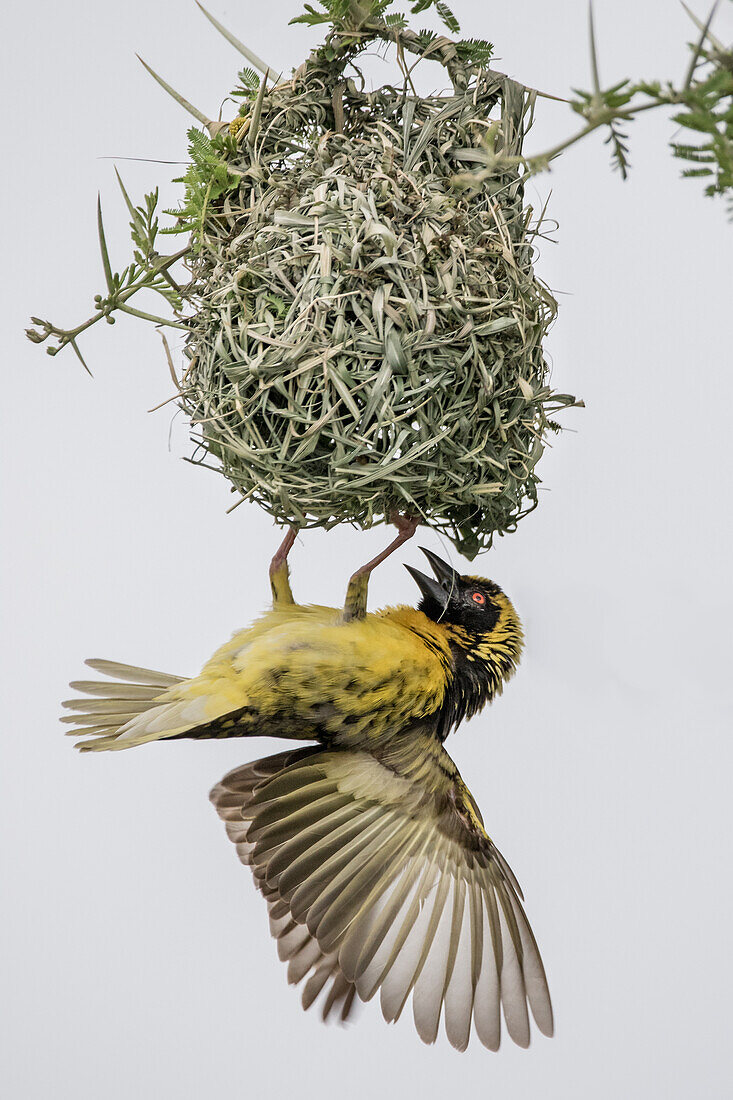 Ein Dorfweber, Ploceus cucullatus, hängt an seinem Nest