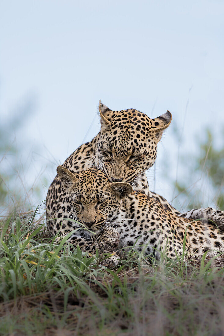 Eine Leopardin, Panthera pardus, putzt ihr Junges auf einem Termitenhügel