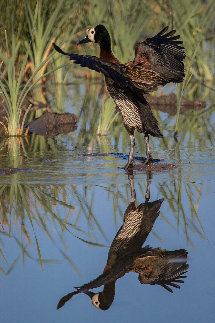 A white-faced whistling duck takes off