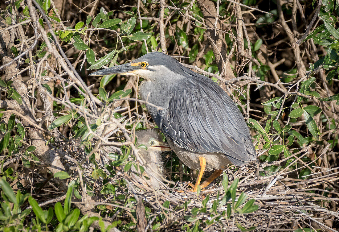 Ein grüner Reiher, Butorides virescens, steht mit seinem Küken in seinem Nest