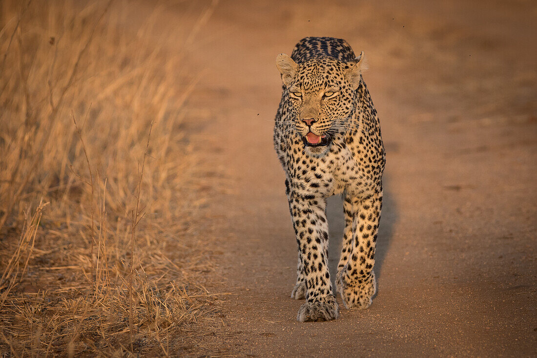 Ein Leopard, Panthera pardus, geht auf der Staubstraße auf die Kamera zu und blickt aus dem Rahmen