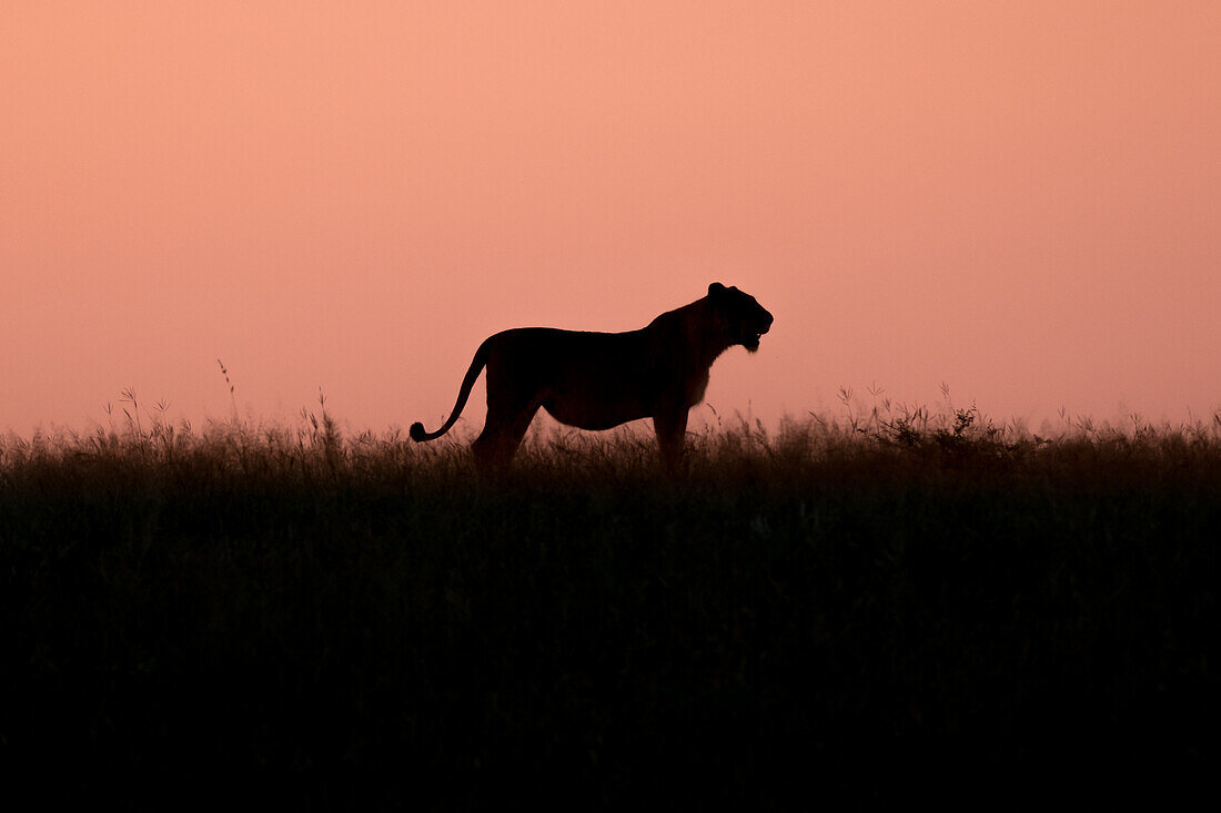 Silhouette einer Löwin, Panthera leo auf einer Lichtung bei Sonnenuntergang