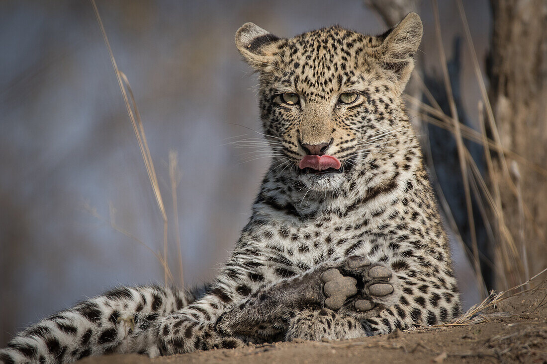 Ein Leopardenjunges, das auf einem Termitenhügel liegt, Zunge heraus, Ohren zurück