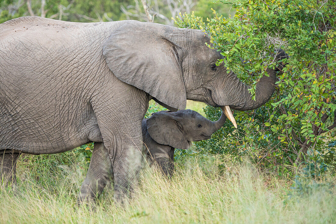 Ein weiblicher Elefant und ihr Jungtier ernähren sich von Blättern