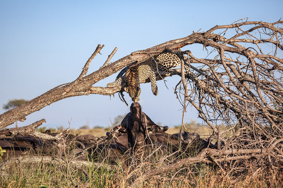 A leopard lies in a dead tree reaching down to a buffalo below