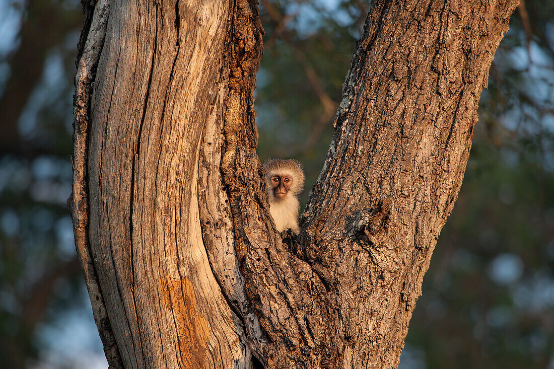 A vervet monkey sits in the fork of a tree
